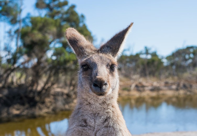 AUD Edging Higher